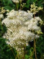 Eine Blte des Echten Mdes (filipendula ulmaria) fotografiert am 10.07.08. (Jeanny)