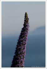 Himmelsstrmer - Bltendolde der Echium pininana (Riesen-Natternkopf).