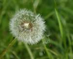 Pusteblume,und als der Wind kam, bzw. Stefan krftig pustete schwebten die Samen federleicht davon.
(Oktober 2008) 