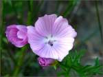 Auch whrend eines Herbstspaziergangs findet man noch ab und zu schne Blumen am Wegesrand.