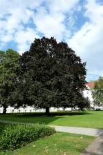 m�chtige Blutbuche im Schlo�hof von Bad Schussenried, Aug.2012