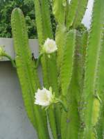Am 04.06.2010 hatte dieser Kaktus mehrere Blüten