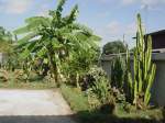 Diverse Kakteen und Bananenstaude in meinem Garten in Thailand am 11.05.2010