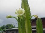 Die Blüte eines Kaktus in meinem Garten am 04.06.2010