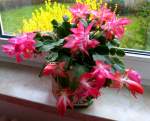 Schlumbergera in voller Blte, bei uns auch Weihnachtskaktus genannt, gehrt zu den Kakteengewchsen, Mrz 2015