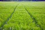 Spuren im  Kornfeld - Euskirchen 20.05.2012