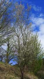 Dieser wild gewachsene Pflaumenbaum steht bei Brixlegg und trägt im Herbst viele süße Früchte.(10.4.2012)