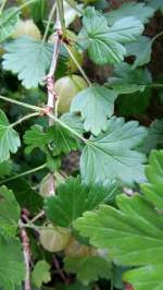 Stachelbeeren (noch unreif) in Brixlegg am 6.7.2012.