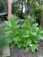 Virginischer Tabak (Nicotiana tabacum). Tabakpflanze aus der Familie der Nachtschattengewchse. Die Laubbltter werden bis zu 50cm lang. Sie bilden die Grundlage, nach Trocknung und Fermentation, fr den spteren Rauchtabak. Foto:11.08.2013, kowerk Berlin am Teufelssee