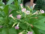 Virginischer Tabak (Nicotiana tabacum). Tabakpflanze aus der Familie der Nachtschattengewchse. Die Laubbltter werden bis zu 50cm lang. Sie bilden die Grundlage, nach Trocknung und Fermentation, fr den spteren Rauchtabak. Im Bild die Bltenstnde, verzweigte Rispen. Foto:11.08.2013, kowerk Berlin am Teufelssee