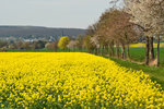 Rapsfeld und Baumreihe im Frühjahr bei der Steinbachtalsperre - 21.04.2016