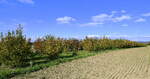Haselnußplantage am Marchhügel im Breisgau, Okt.2025