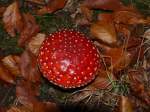 Beim Spaziergang im Wald entdeckte ich diese giftige Schnheit im Herbstlaub.