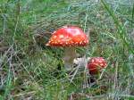 Fliegenpilze (Amanita muscaria var.