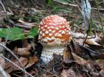 Stets eine farbige Dekoration in der Natur, der Fliegenpilz (Amanita muscaria var.