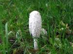 Schopftintling (Coprinus comatus), in unserem Garten; 05.10.2007  