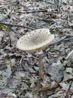 Riesenschirmpilz oder auch Parasolpilz (Macrolepiota procera); 06.09.2010  