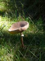 Obwohl er eine hnlichkeit mit dem Parasolpilz hat, lie ich auch diesen Pilz stehen; ich war mir zu unsicher; 06.09.2010
