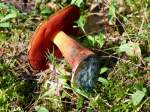 Ein flockenstieliger Hexenpilz / Hexenrhrling (Boletus erythropus, Syn. B. luridiformis) - roh ist er giftig ! - gut geschmort ist er jedoch ein wohlschmeckender Speisepliz; 06.09.2010