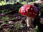 Fliegenpilz(Amanita muscaria var. muscaria) erhlt von einer Nacktschnecke besuch;101003