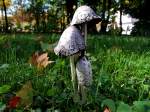 3 Tintlinge(Coprinus) auf der Herbstwiese;101009