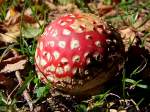 Fliegenpilz(Amanita muscaria var.