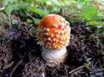 Fliegenpilz(Amanita muscaria var. muscaria)hat den Durchbruch an die Erdoberflche geschafft; 120621