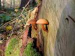 Pilzduett, auf einem morschen Baumstumpf; 121109