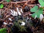 Geweihfrmige Holzkeule (Xylaria hypoxylon; 130922