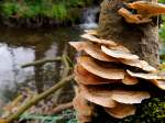 Nördliche Zinnoberschwämme (Pycnoporus cinnabarinus) befallen einen Baumstumpf eintlang eines kleinen Baches; 140406