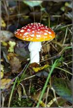 Diesen herrlichen Fliegenpilz entdeckte ich im Oktober 2006 im Wald bei Wittgensdorf im Chemnitztal.