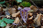 1.10.2020 - Neuenburger Urwald - Violette Lacktrichterlinge im Unterholz.