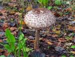 Riesenpilz am Wegesrand, 28.09.2021