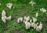 Schopftintlinge, auch Spargelpilz genannt, wegen des schnellen Wachstums, von Juni-September auf Rasenflächen, selten im Wald, jung eßbar, Okt.2022