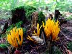 Klebriger Hrnling (Calocera viscosa)an einem vermoderten Moosberzogenen Baumstumpf;080803