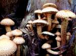 Sparriger Schppling (Pholiota squarrosa) an einem morschen Fichtenbaumstumpf; 081007