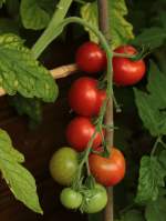 Meine Tomaten werden reif (20.07.2011), sie sind zur Zeit mein ganzer Stolz im Garten.