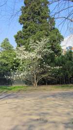 Weißer Magnolienbaum in Bozen.(24.3.2012)