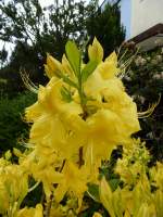 Rhododendron, Bltenstand in gelb, Mai 2013