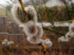 Weidenkätzchen(Salix spec.)blühen bereits, und sind mit Tropfen vom Nebeldunst behaftet; 140218