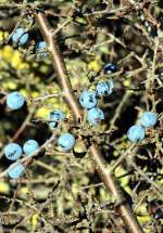 Blaue Beeren an einem Strauch in der Eifel - 08.12.2015