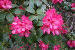 Hamburg am 18.5.2021: Rhododendron im Stadtpark im Stadtteil Winterhude /