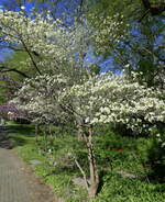 Freiburg, Botanischer Garten, der Amerikanische Blumenhartriegel in voller Blüte, April 2022