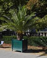 Palmenpflanze im Stadt Park in Grenoble. 09.2022
