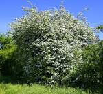Weißdorn in voller Blüte, weit verbreitet, wild und kultiviert, war 1990 Heilpflanze des Jahres und 2019 Arzneipflanze des Jahres, April 2026