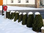 Buchsbaum Strucher mit Schneehubchen, und der rote Hydrant; 130214