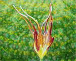 Tulipa Accuminata , Gemälde: Öl, Ölpastell auf Holz, 2019, 81 x 100 cm