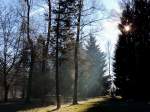Dampfende Bäume im Licht der Sonnenstrahlen; 140106