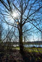 Gegenlicht durch den Baum aufgenommen, am Rhein bei Bonn-Oberkassel - 12.02.2014
