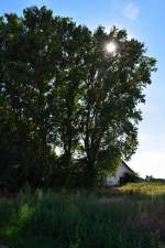 Sonne durch Baum, bei Euskirchen 31.07.2015